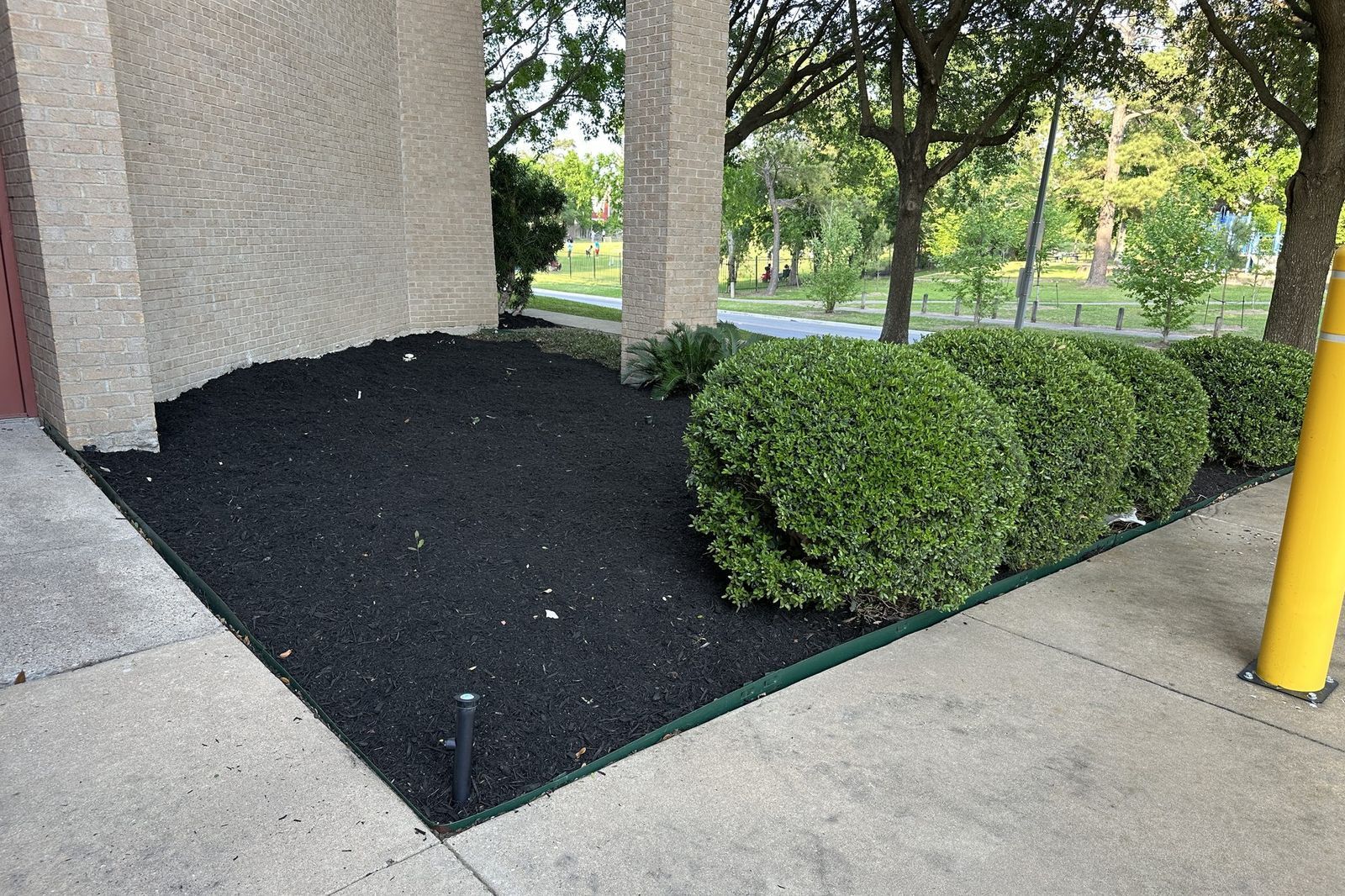 The same bed after renovation, filled with fresh black mulch, cut in with green steel edging, and planted with a row of trimmed boxwoods.