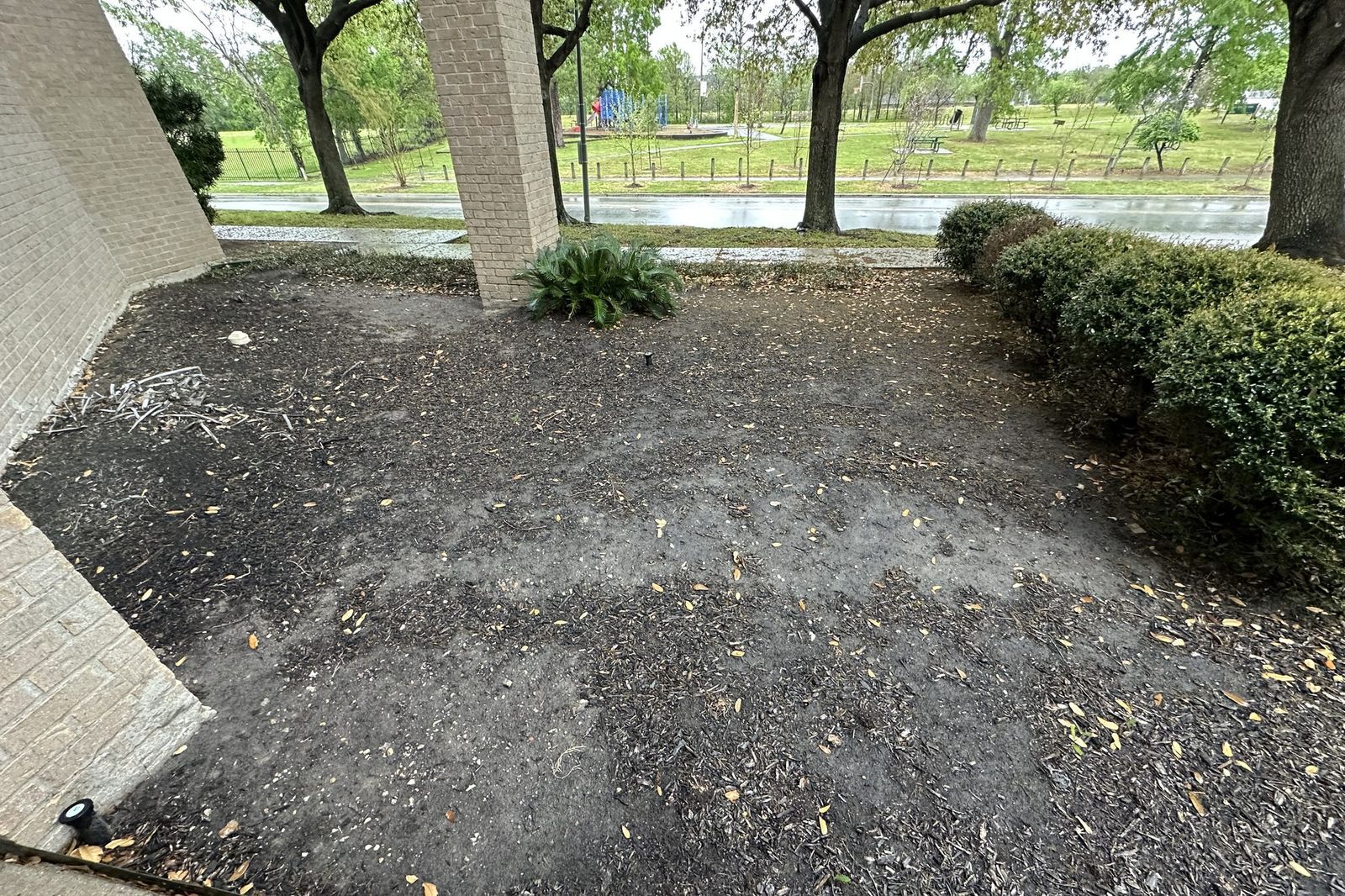 A bed beside a brick building holding nothing but compacted bare soil, leaf litter, and one clump of sago palm.