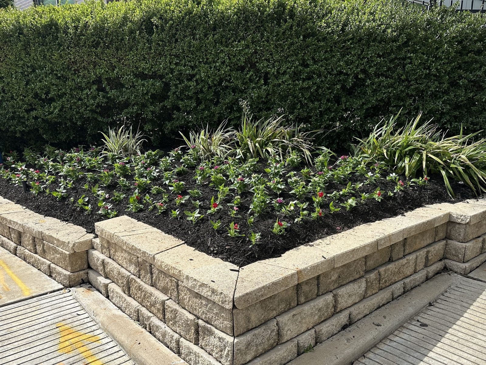 A stacked stone planter on a school campus, planted with pink and white annuals and variegated flax lily against a clipped hedge.