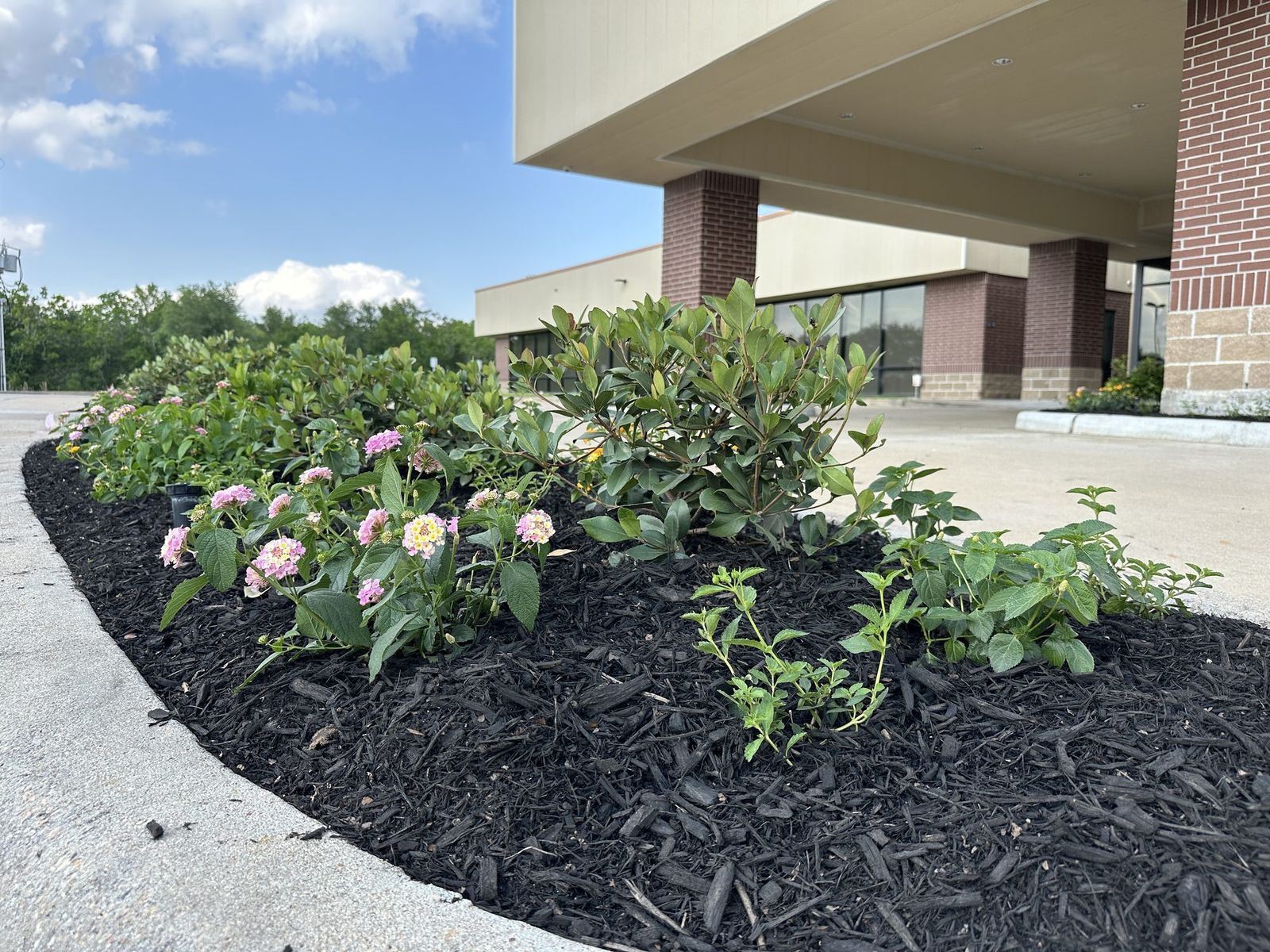 A curved landscape bed of pink lantana and clipped shrubs in fresh black mulch, running along the covered entry drive of a brick commercial building.