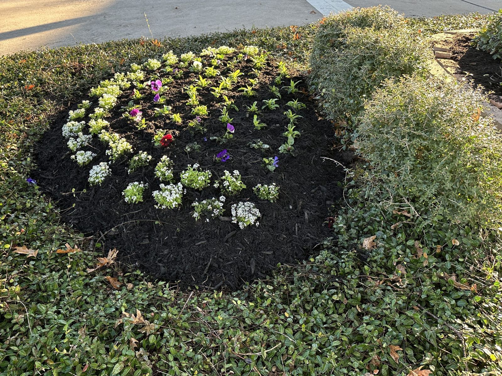 An island bed in an HOA common area, freshly planted with white alyssum and pansies in dark mulch and edged by ivy groundcover.